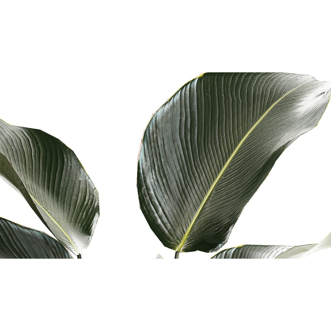 Calathea Lutea 3D Model – Tropical Plant in Concrete Flowerpot - View 8