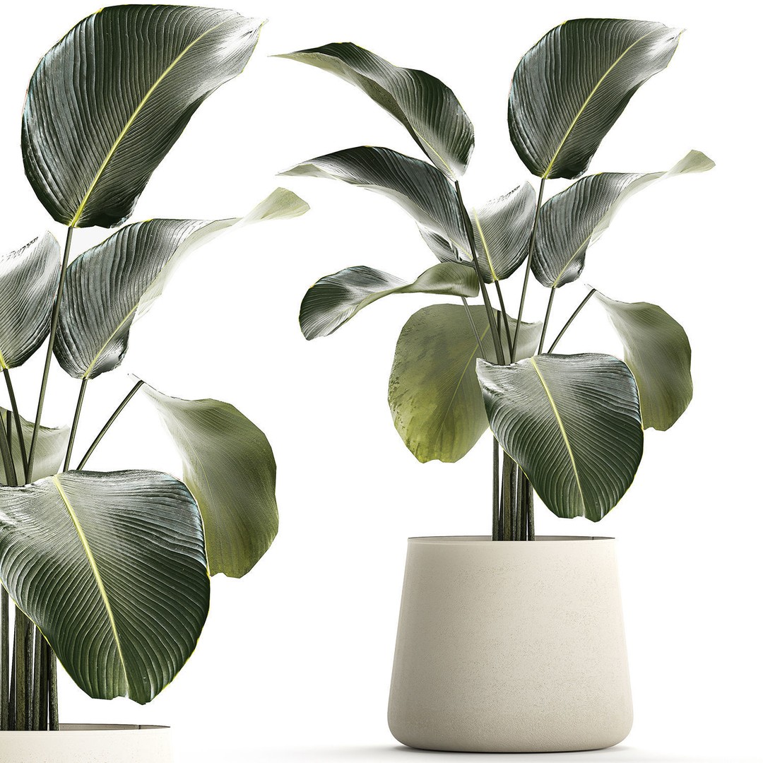 Calathea Lutea 3D Model – Tropical Plant in Concrete Flowerpot - View 9