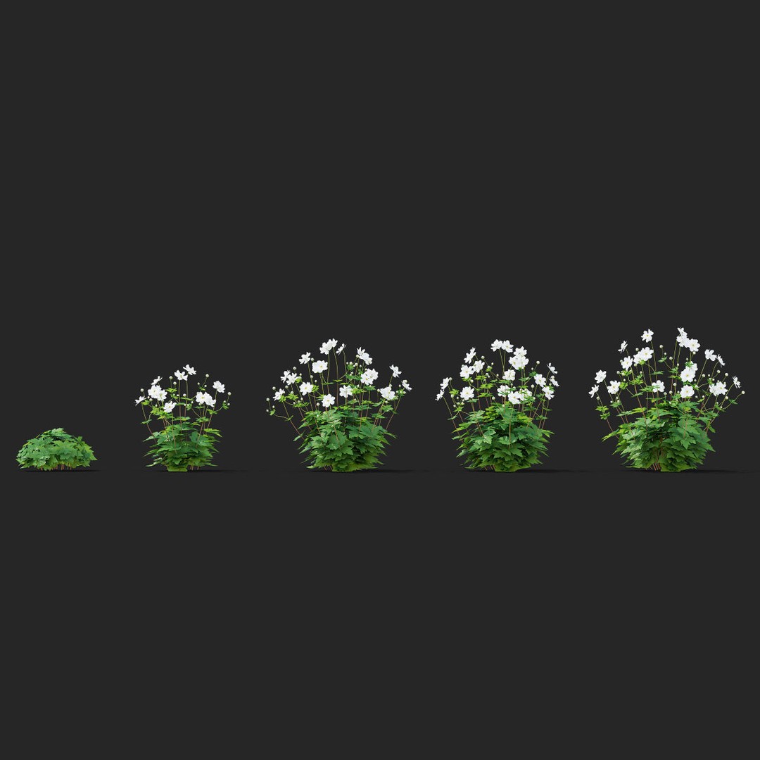 Anemona Hybrida Flower 3D Model – High Poly PBR Asset, FBX, OBJ - View 10