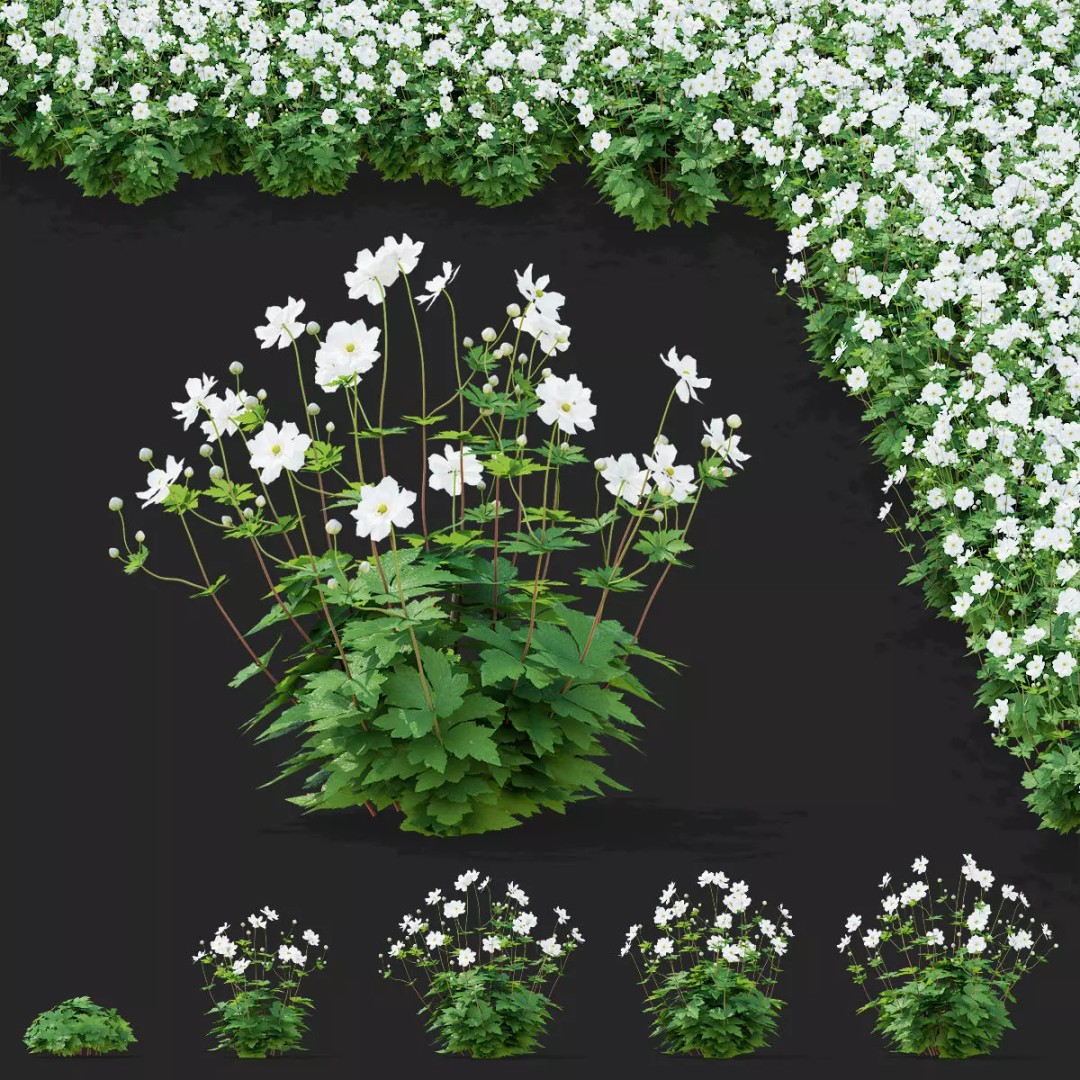 Anemona Hybrida Flower 3D Model – High Poly PBR Asset, FBX, OBJ - View 2