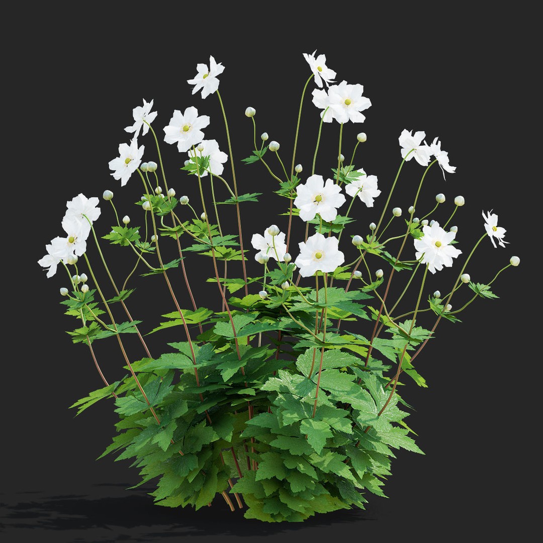 Anemona Hybrida Flower 3D Model – High Poly PBR Asset, FBX, OBJ - View 3