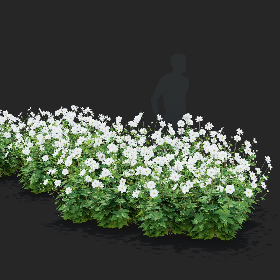 Anemona Hybrida Flower 3D Model – High Poly PBR Asset, FBX, OBJ - View 4