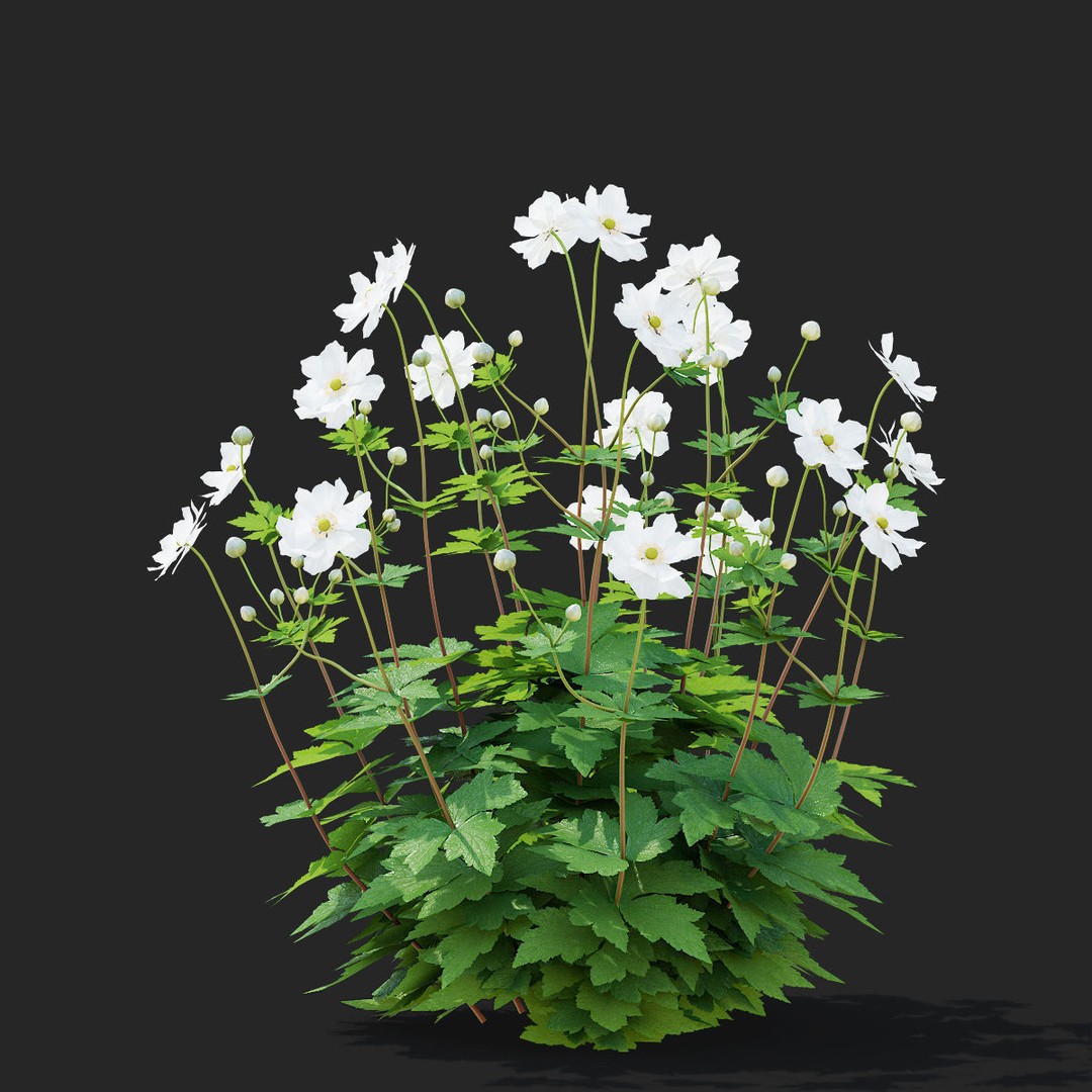 Anemona Hybrida Flower 3D Model – High Poly PBR Asset, FBX, OBJ - View 5