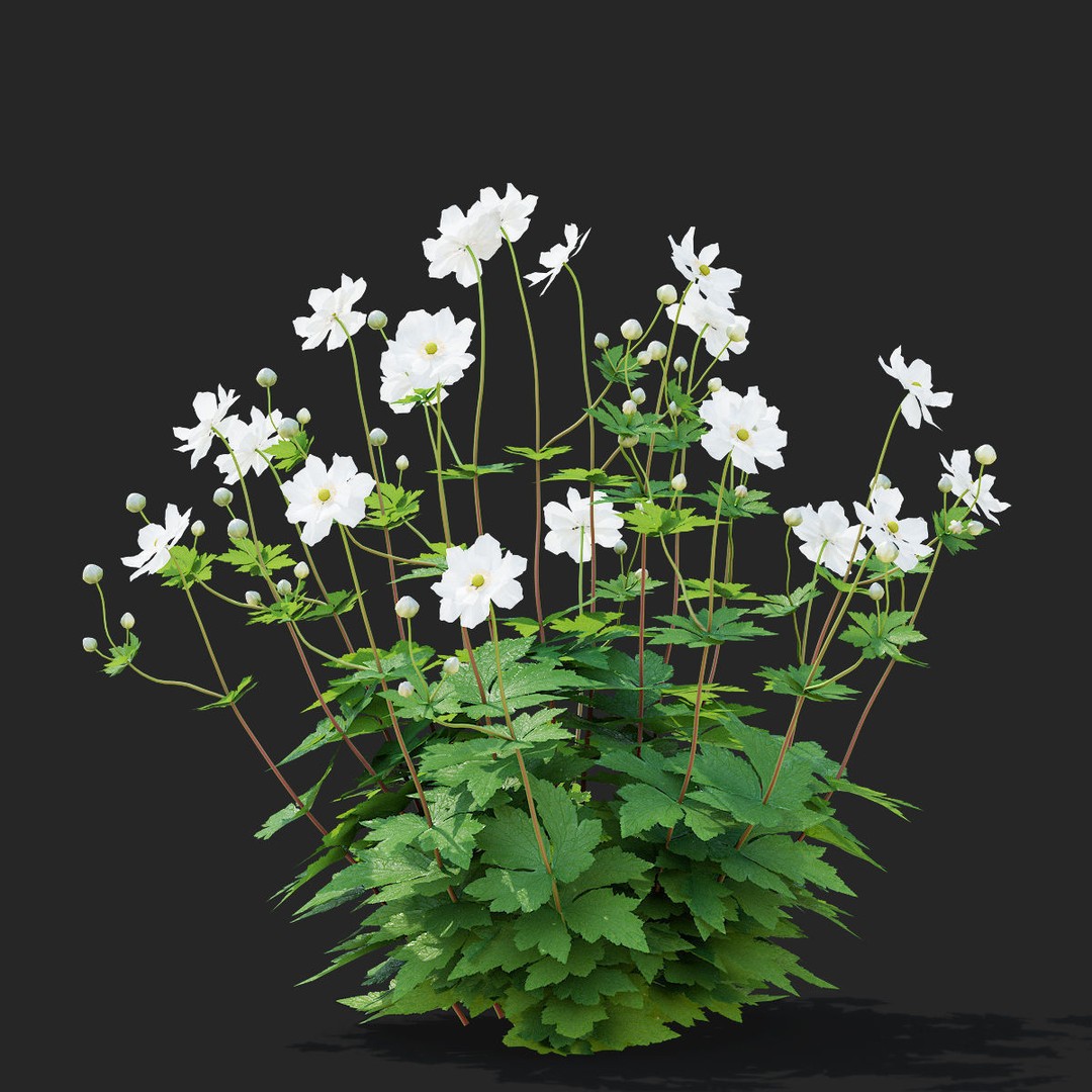 Anemona Hybrida Flower 3D Model – High Poly PBR Asset, FBX, OBJ - View 6