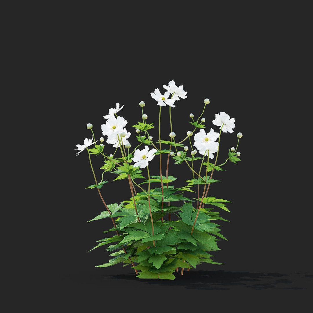 Anemona Hybrida Flower 3D Model – High Poly PBR Asset, FBX, OBJ - View 7