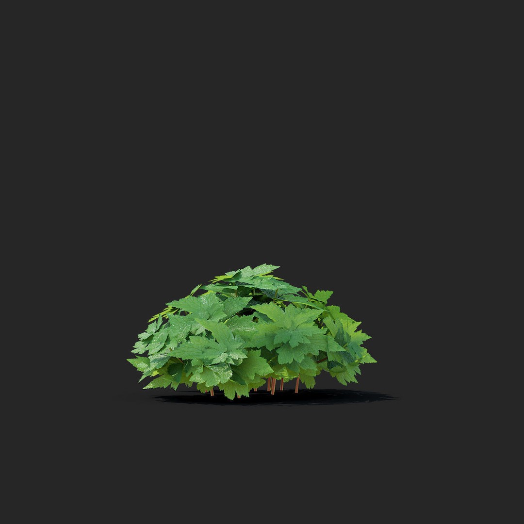 Anemona Hybrida Flower 3D Model – High Poly PBR Asset, FBX, OBJ - View 8