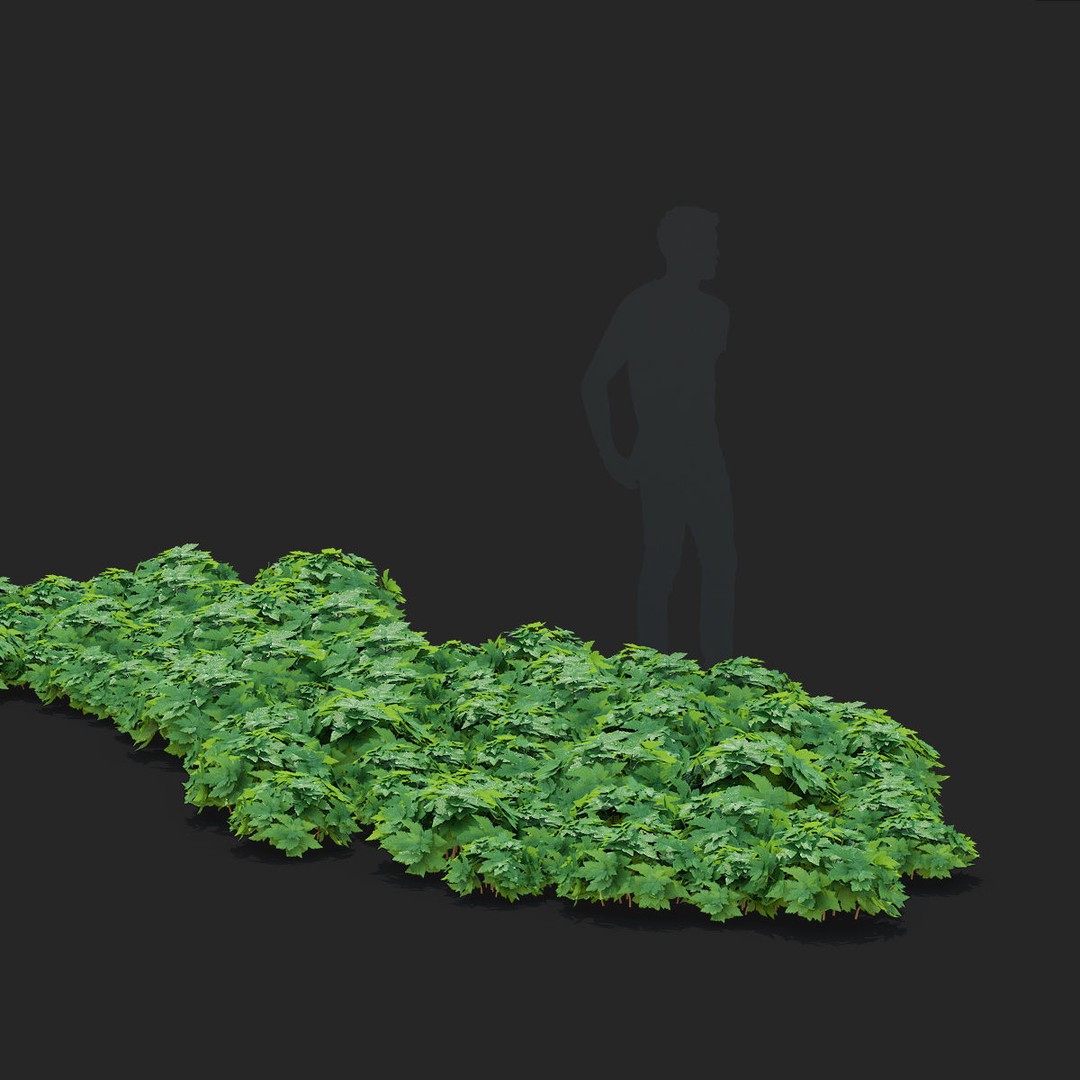 Anemona Hybrida Flower 3D Model – High Poly PBR Asset, FBX, OBJ - View 9