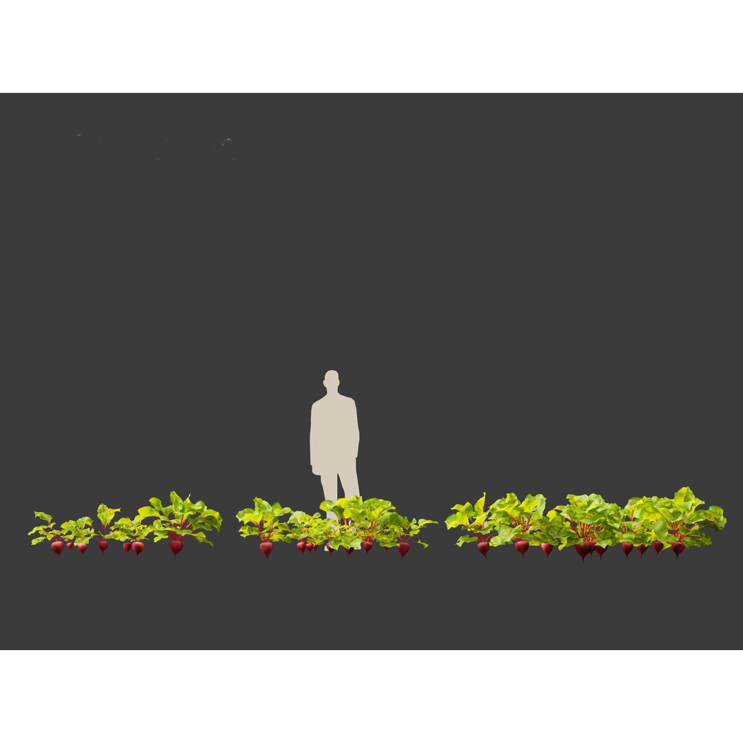 Beets 3D Model – PBR Low-Poly Asset for Games and Archviz