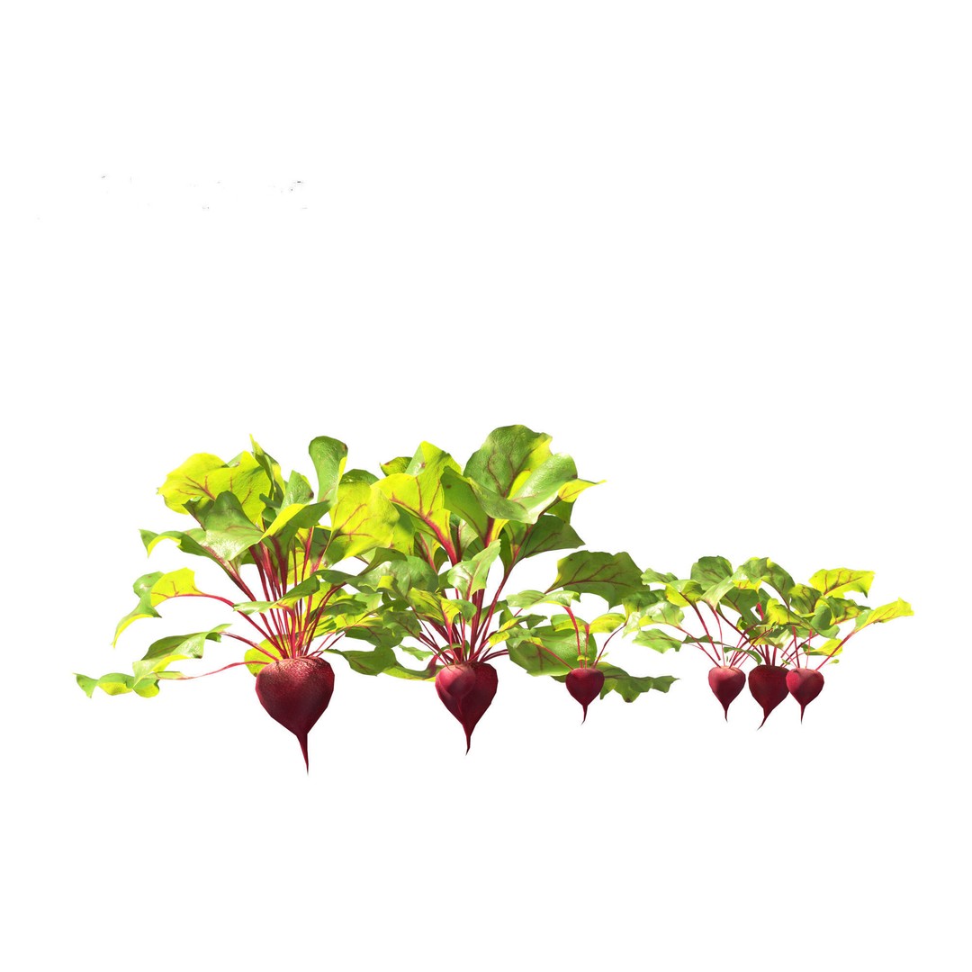 Beets 3D Model – PBR Low-Poly Asset for Games and Archviz - View 10