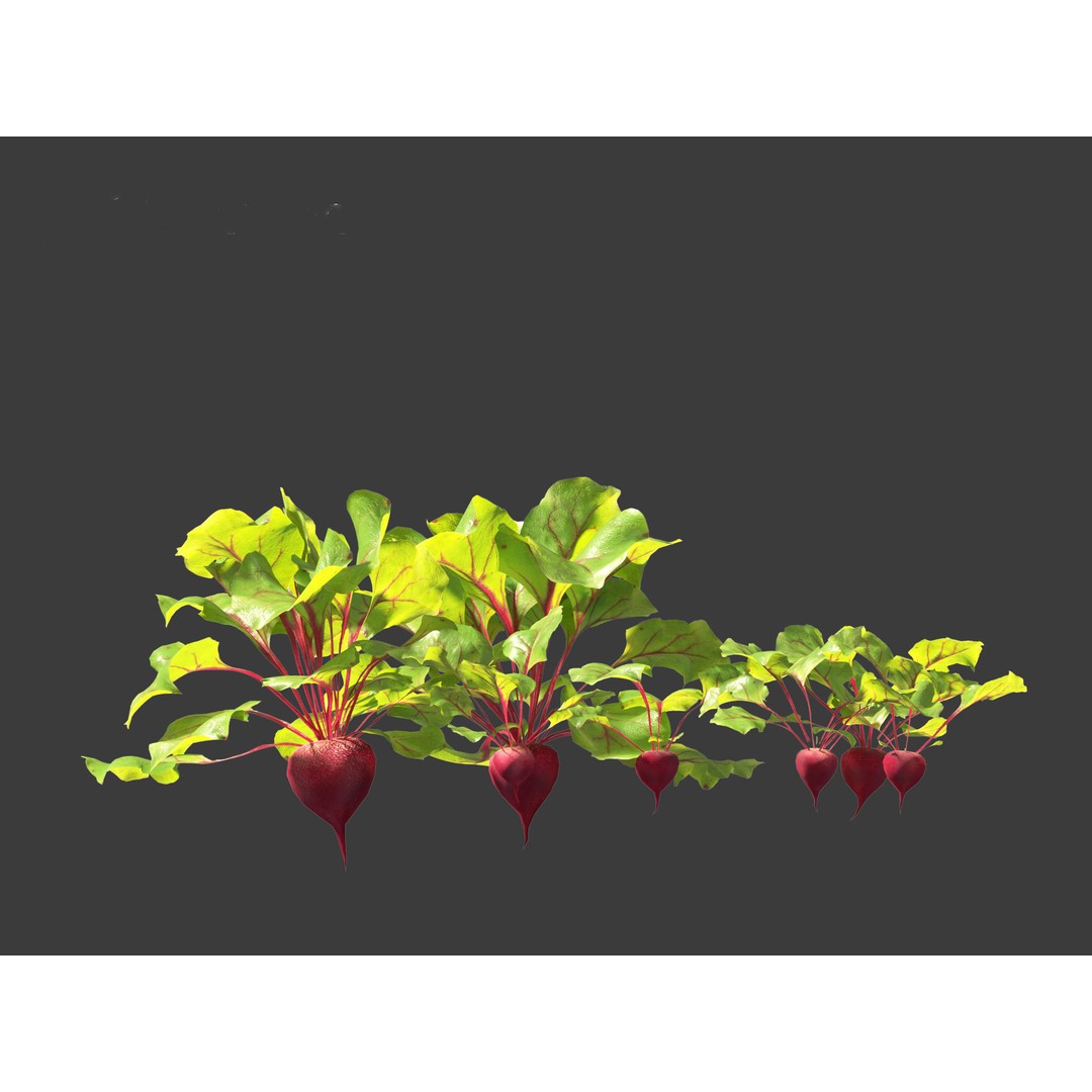 Beets 3D Model – PBR Low-Poly Asset for Games and Archviz - View 11