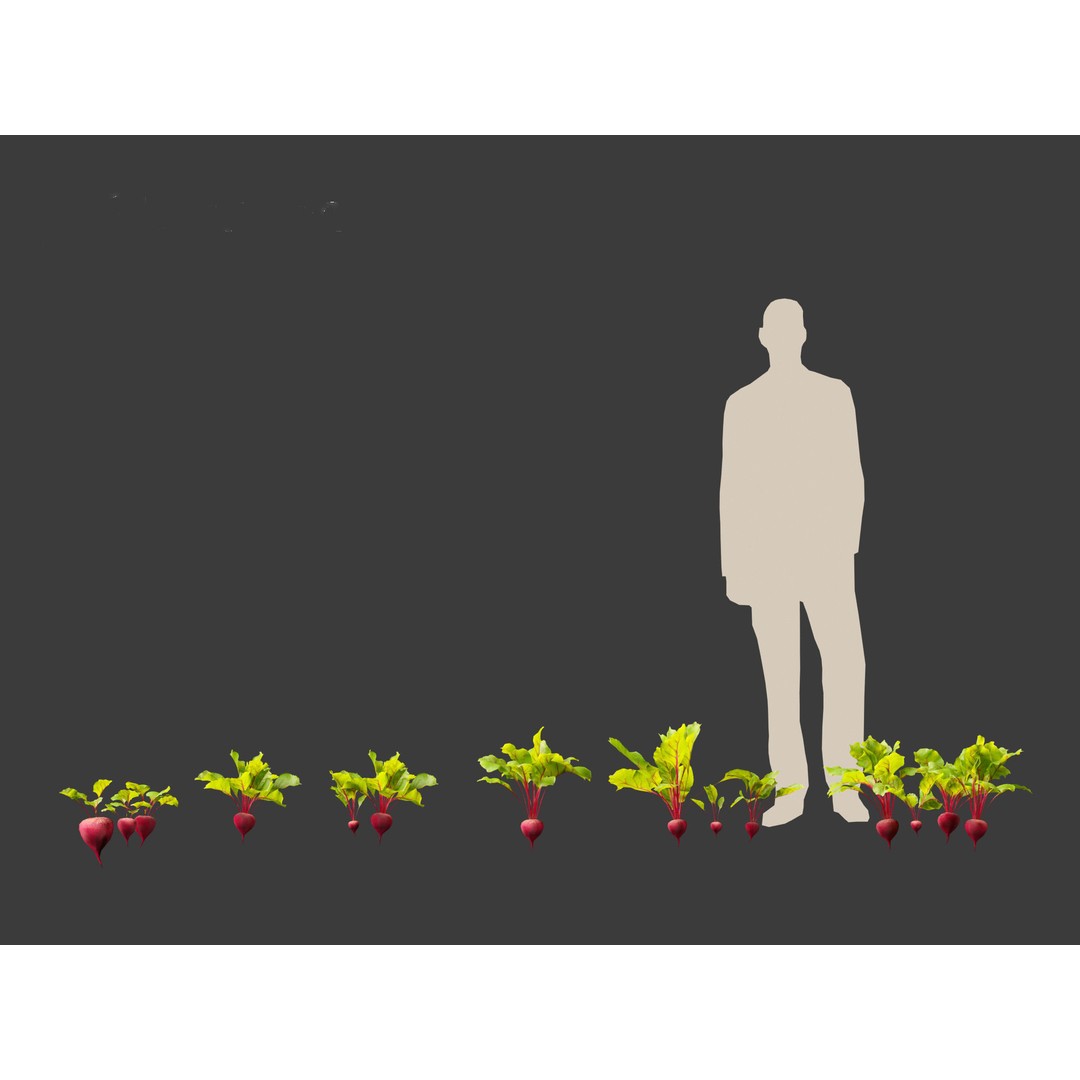 Beets 3D Model – PBR Low-Poly Asset for Games and Archviz - View 14