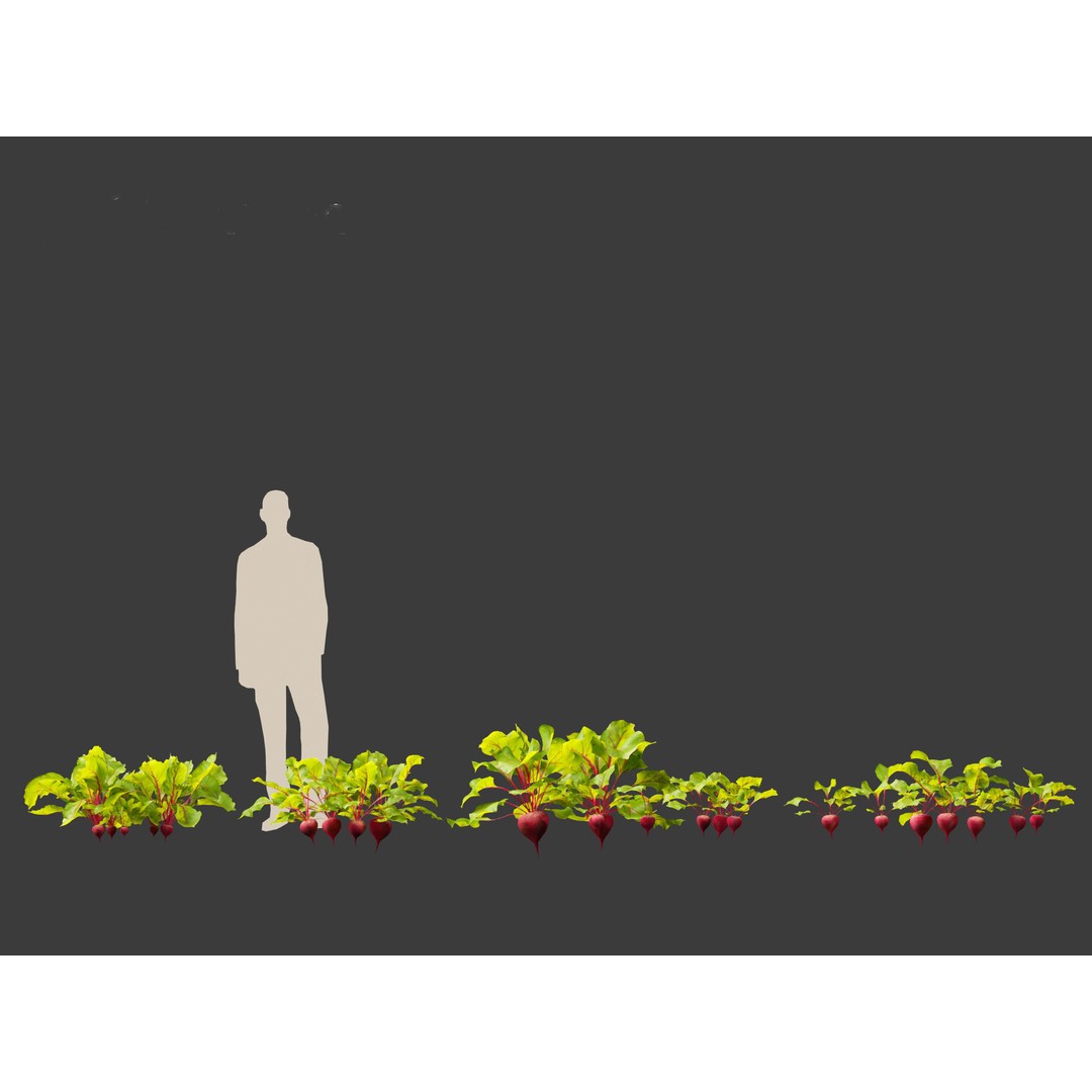 Beets 3D Model – PBR Low-Poly Asset for Games and Archviz - View 15