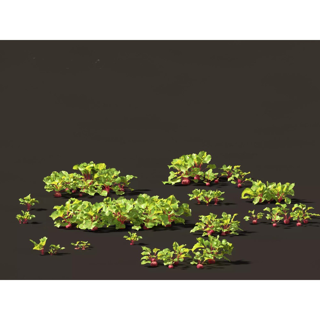 Beets 3D Model – PBR Low-Poly Asset for Games and Archviz - View 2