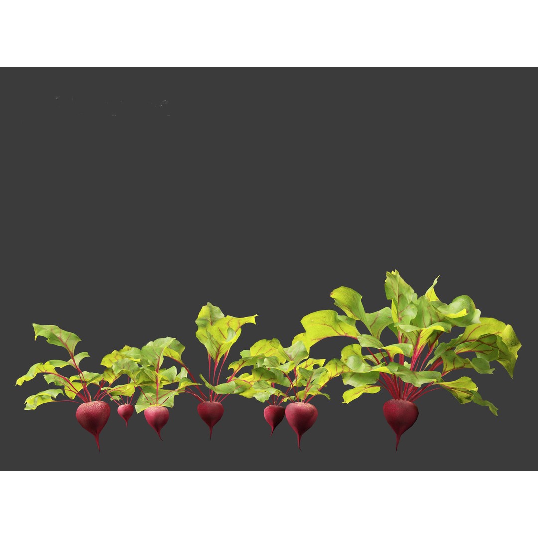 Beets 3D Model – PBR Low-Poly Asset for Games and Archviz - View 4