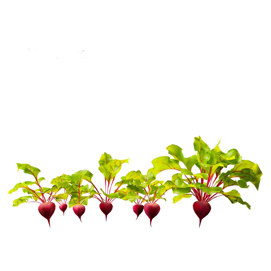 Beets 3D Model – PBR Low-Poly Asset for Games and Archviz - View 5