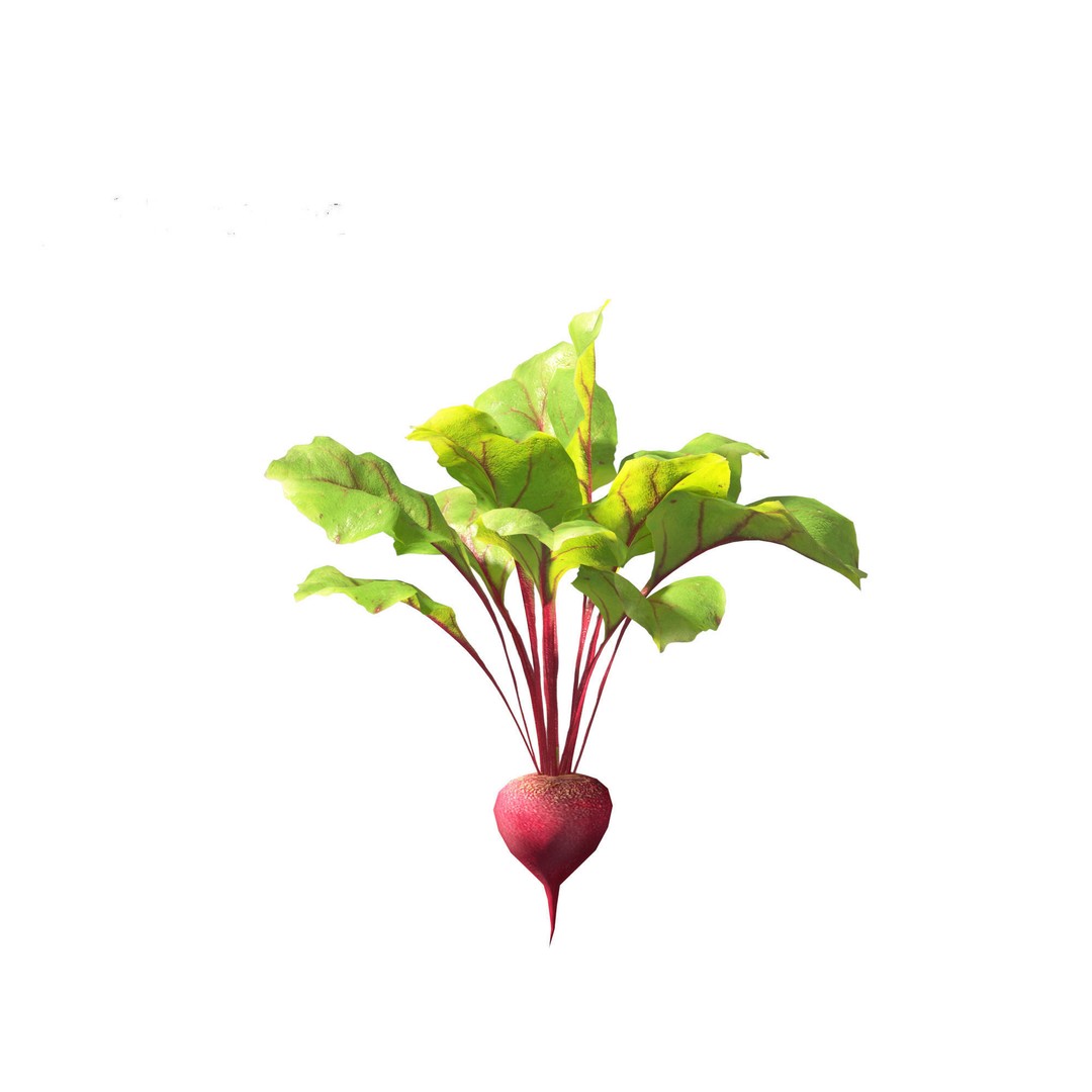 Beets 3D Model – PBR Low-Poly Asset for Games and Archviz - View 6