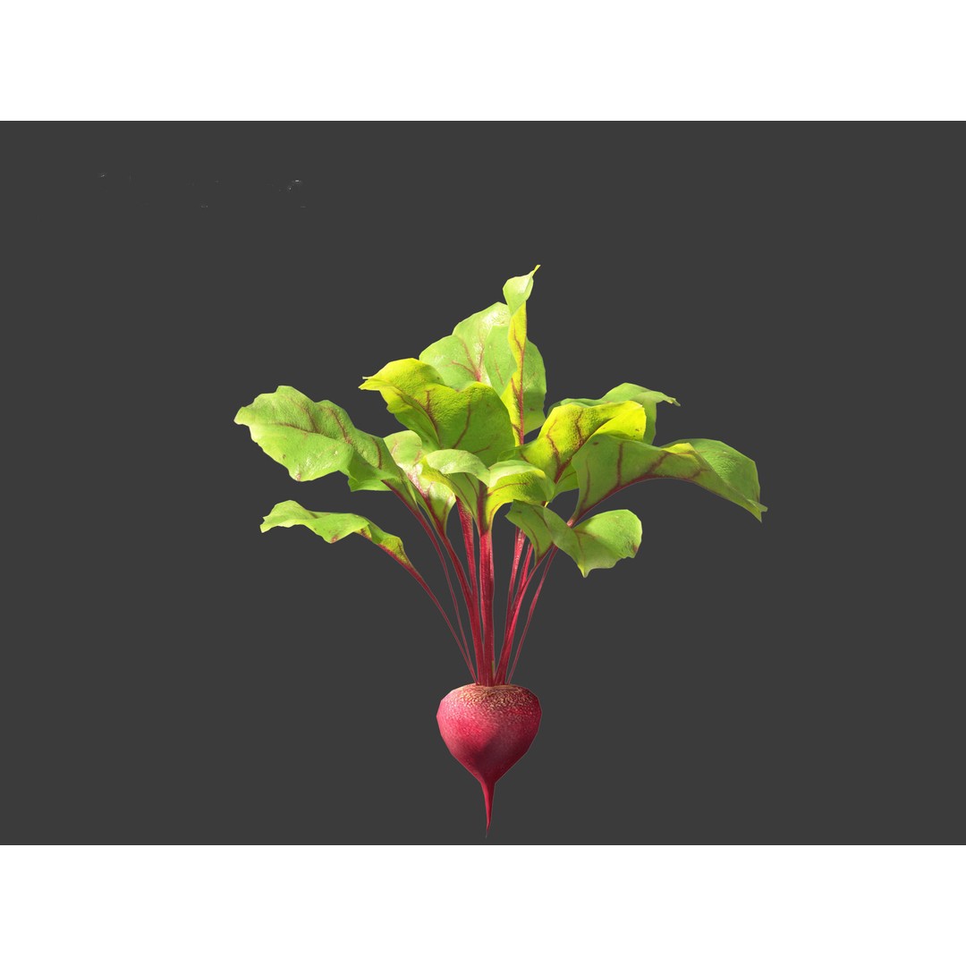 Beets 3D Model – PBR Low-Poly Asset for Games and Archviz - View 7