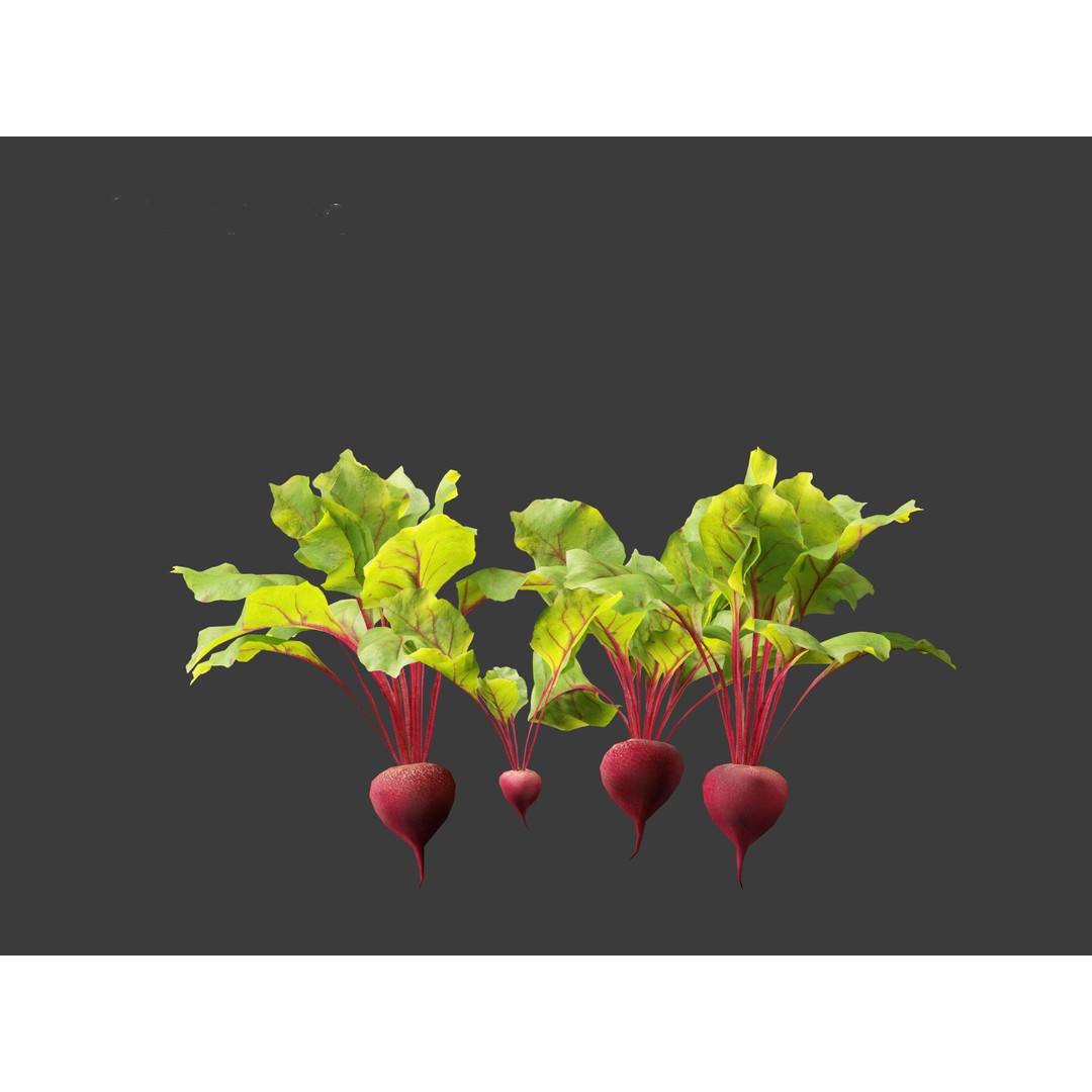 Beets 3D Model – PBR Low-Poly Asset for Games and Archviz - View 8