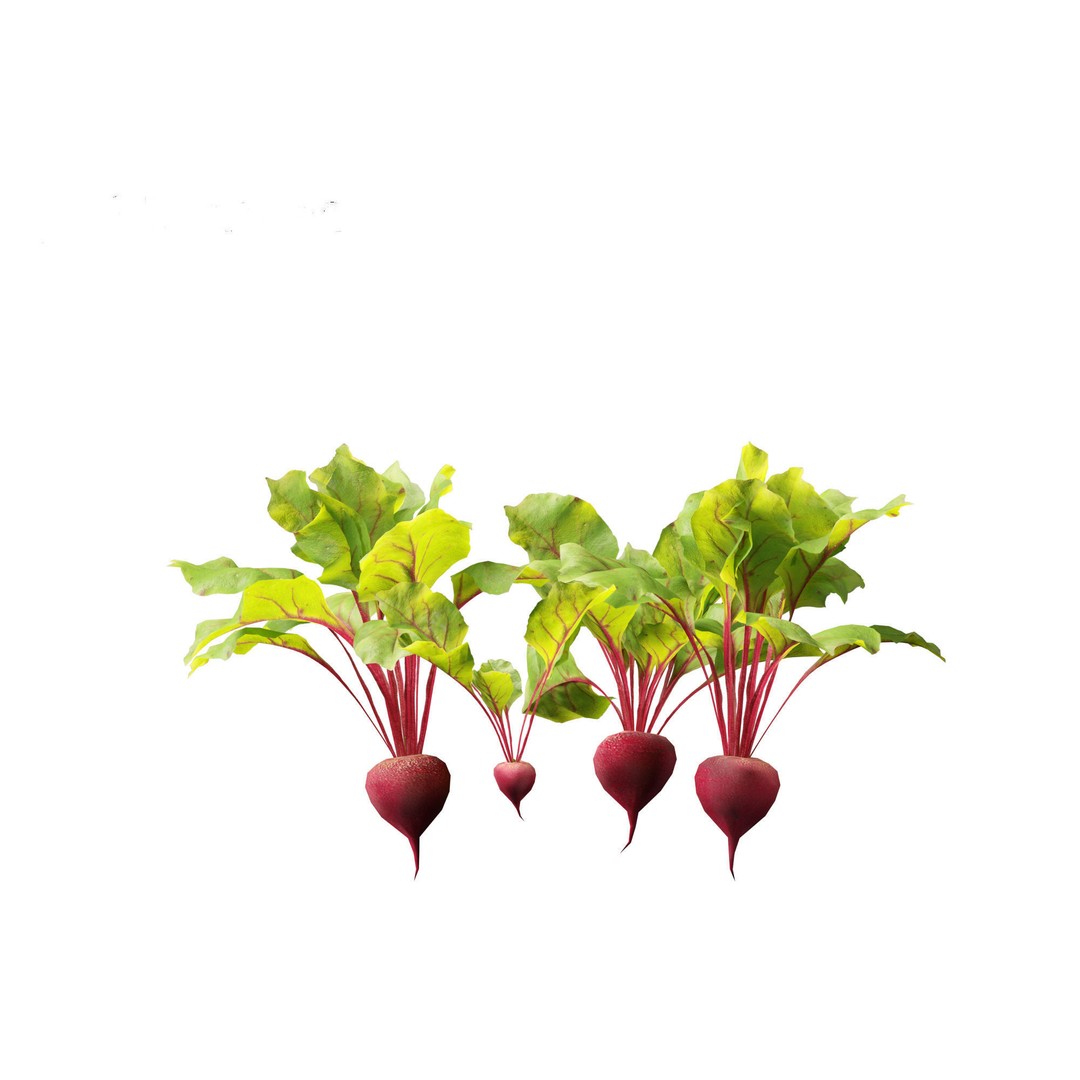 Beets 3D Model – PBR Low-Poly Asset for Games and Archviz - View 9