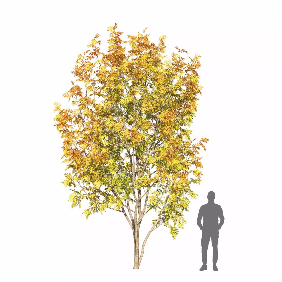 Rowan Tree 3D Model – Autumn Foliage, FBX, Game-Ready