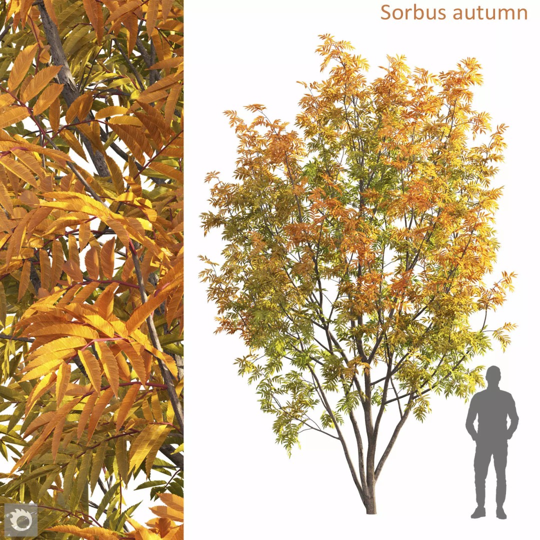 Rowan Tree 3D Model – Autumn Foliage, FBX, Game-Ready - View 2
