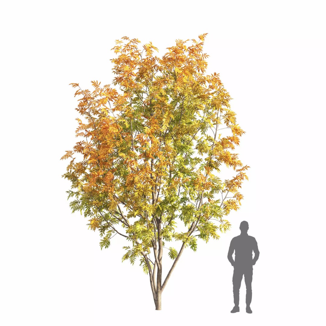 Rowan Tree 3D Model – Autumn Foliage, FBX, Game-Ready - View 3