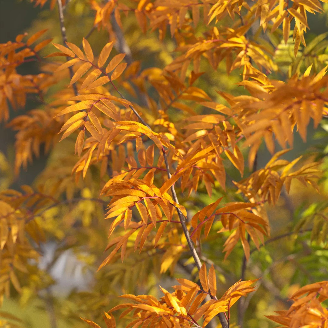 Rowan Tree 3D Model – Autumn Foliage, FBX, Game-Ready - View 5