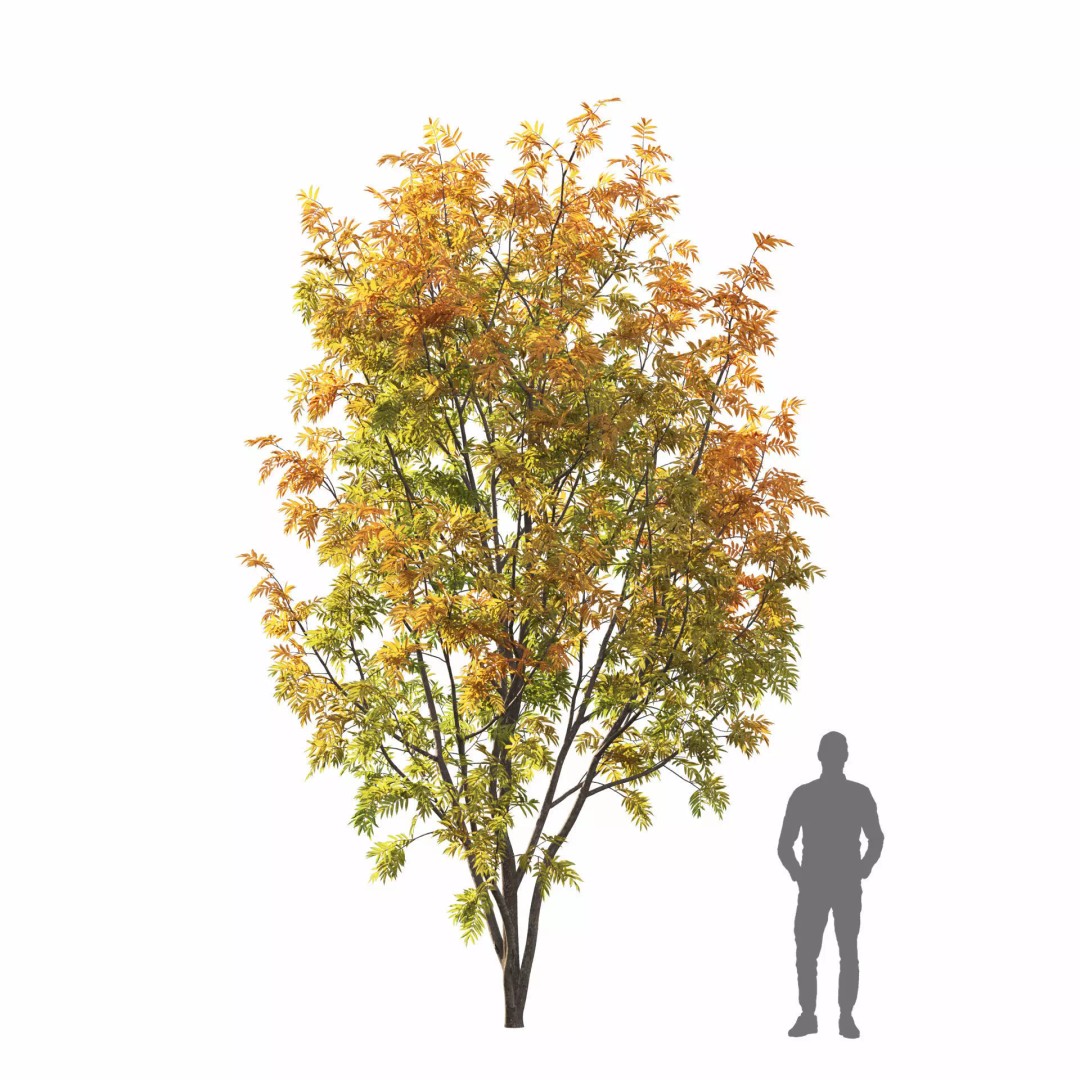 Rowan Tree 3D Model – Autumn Foliage, FBX, Game-Ready - View 6