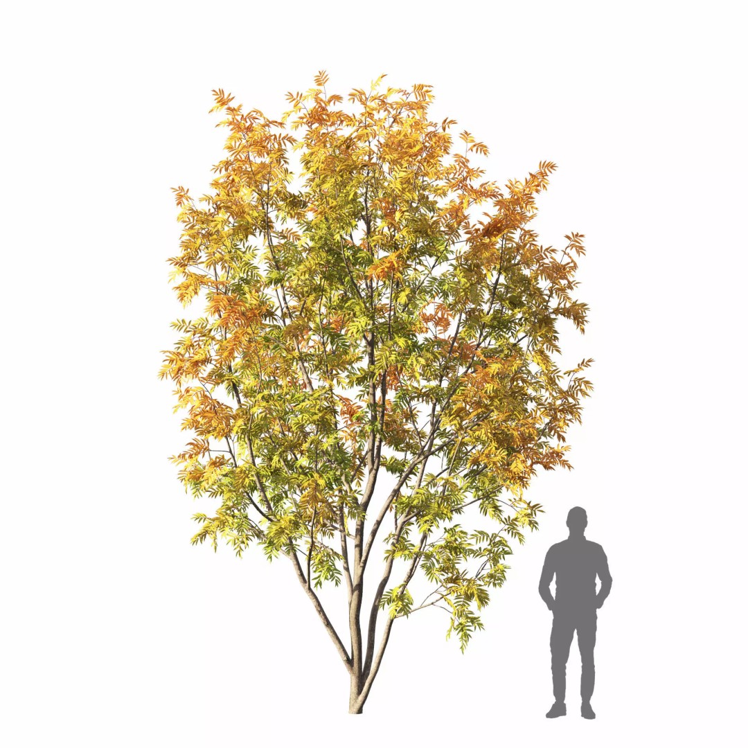 Rowan Tree 3D Model – Autumn Foliage, FBX, Game-Ready - View 7