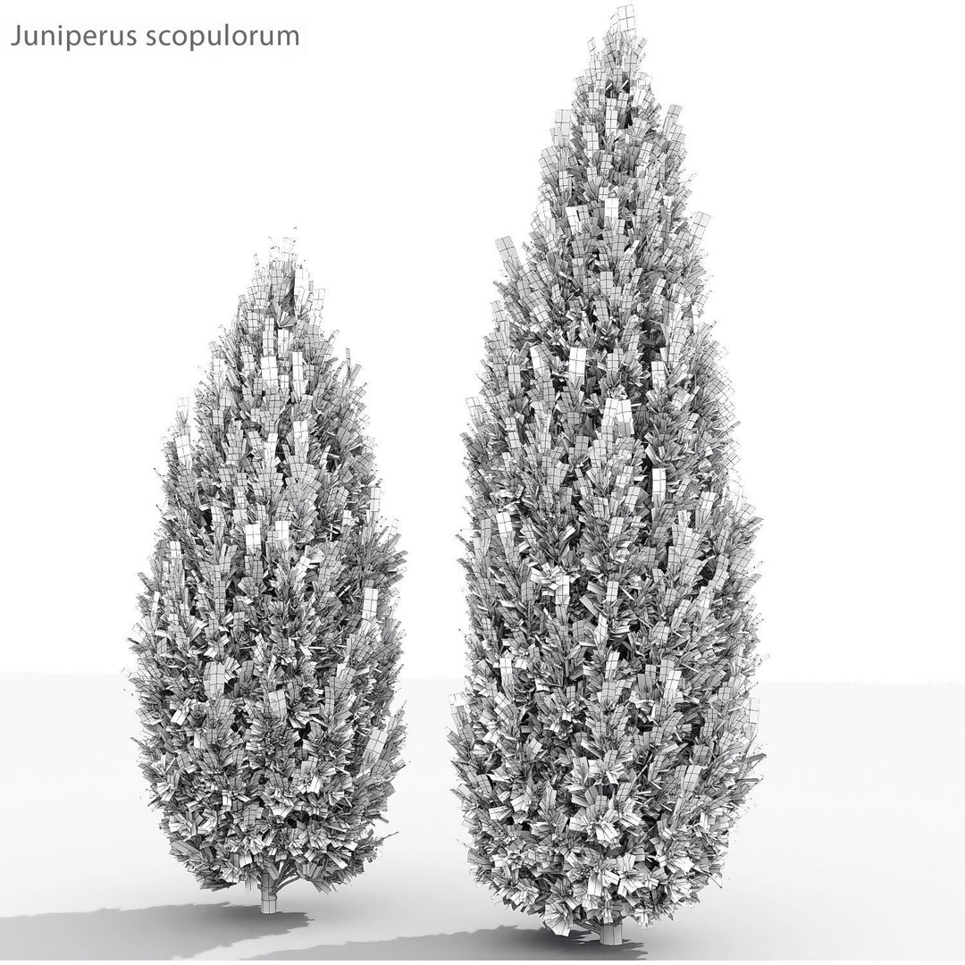 Juniperus Pack 01 3D Model – Realistic Coniferous Plants, FBX, PBR - View 10