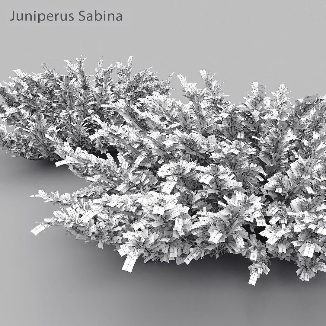 Juniperus Pack 01 3D Model – Realistic Coniferous Plants, FBX, PBR - View 11