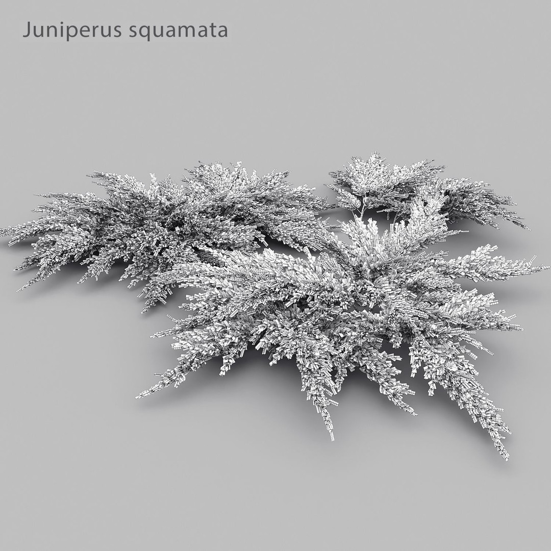 Juniperus Pack 01 3D Model – Realistic Coniferous Plants, FBX, PBR - View 12