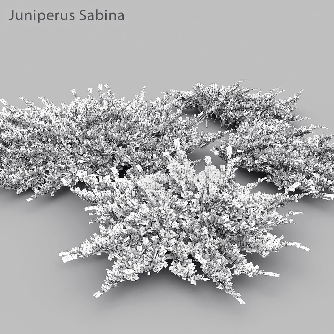 Juniperus Pack 01 3D Model – Realistic Coniferous Plants, FBX, PBR - View 13