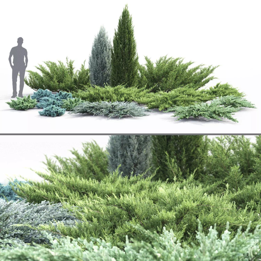 Juniperus Pack 01 3D Model – Realistic Coniferous Plants, FBX, PBR - View 2