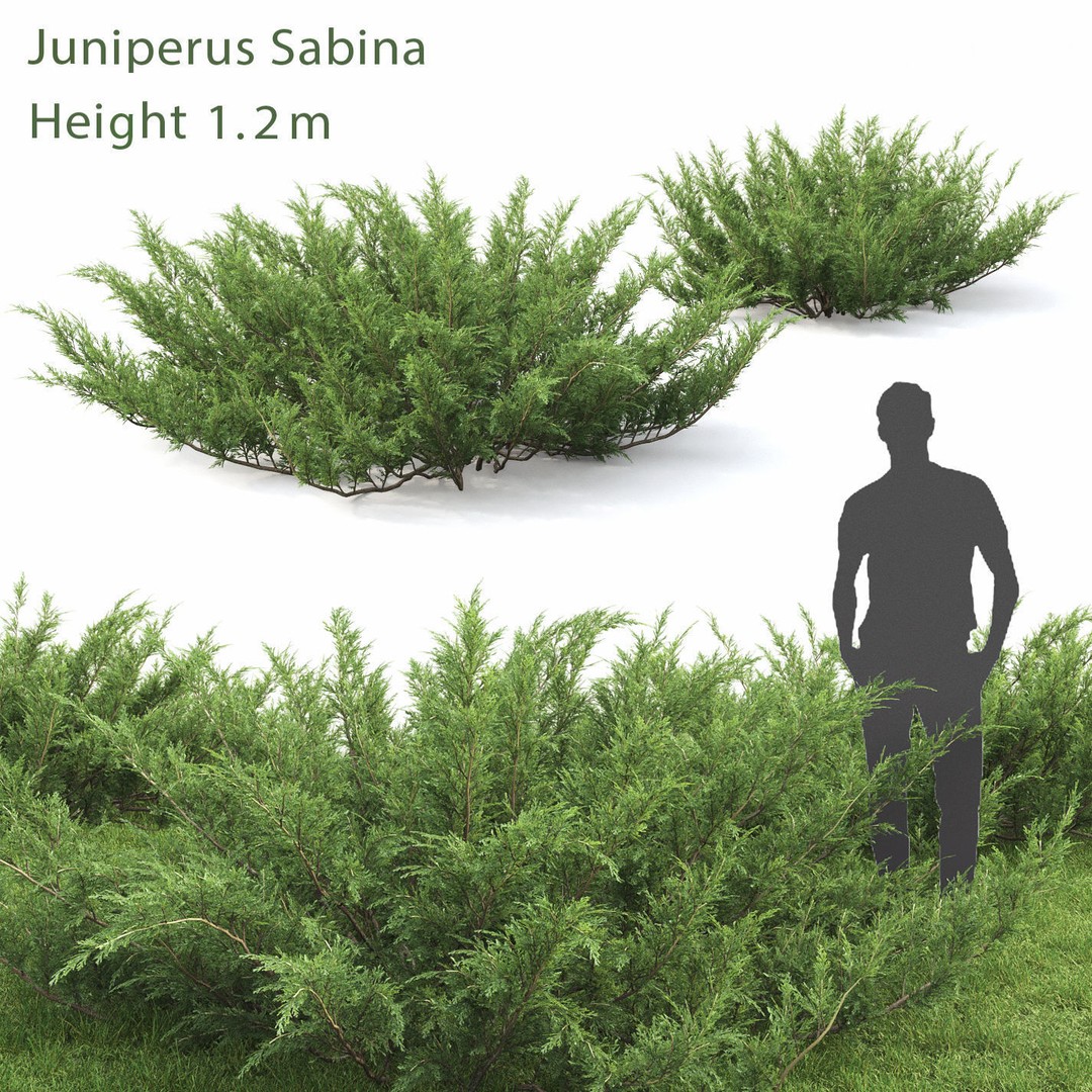 Juniperus Pack 01 3D Model – Realistic Coniferous Plants, FBX, PBR - View 3