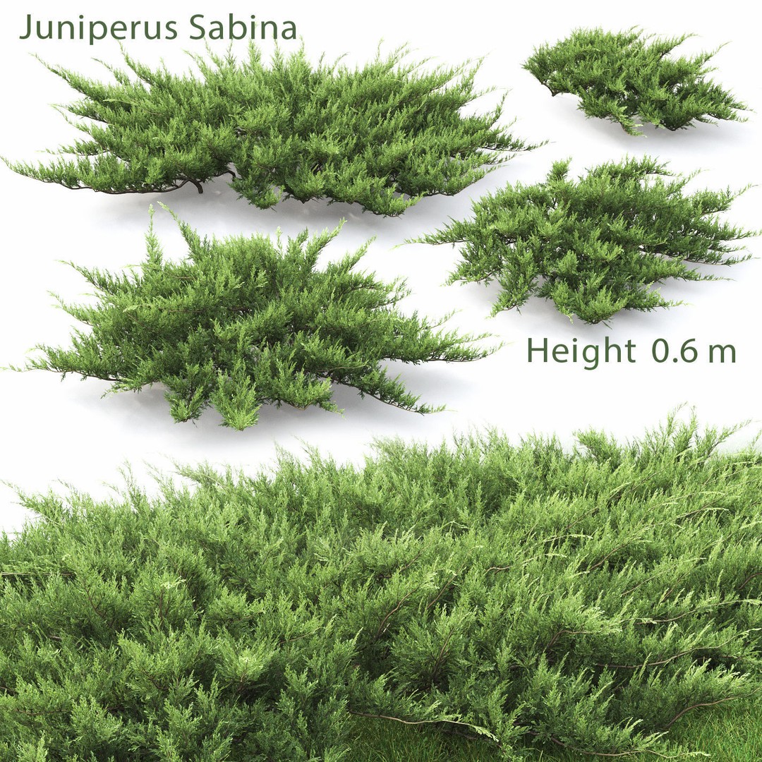 Juniperus Pack 01 3D Model – Realistic Coniferous Plants, FBX, PBR - View 4