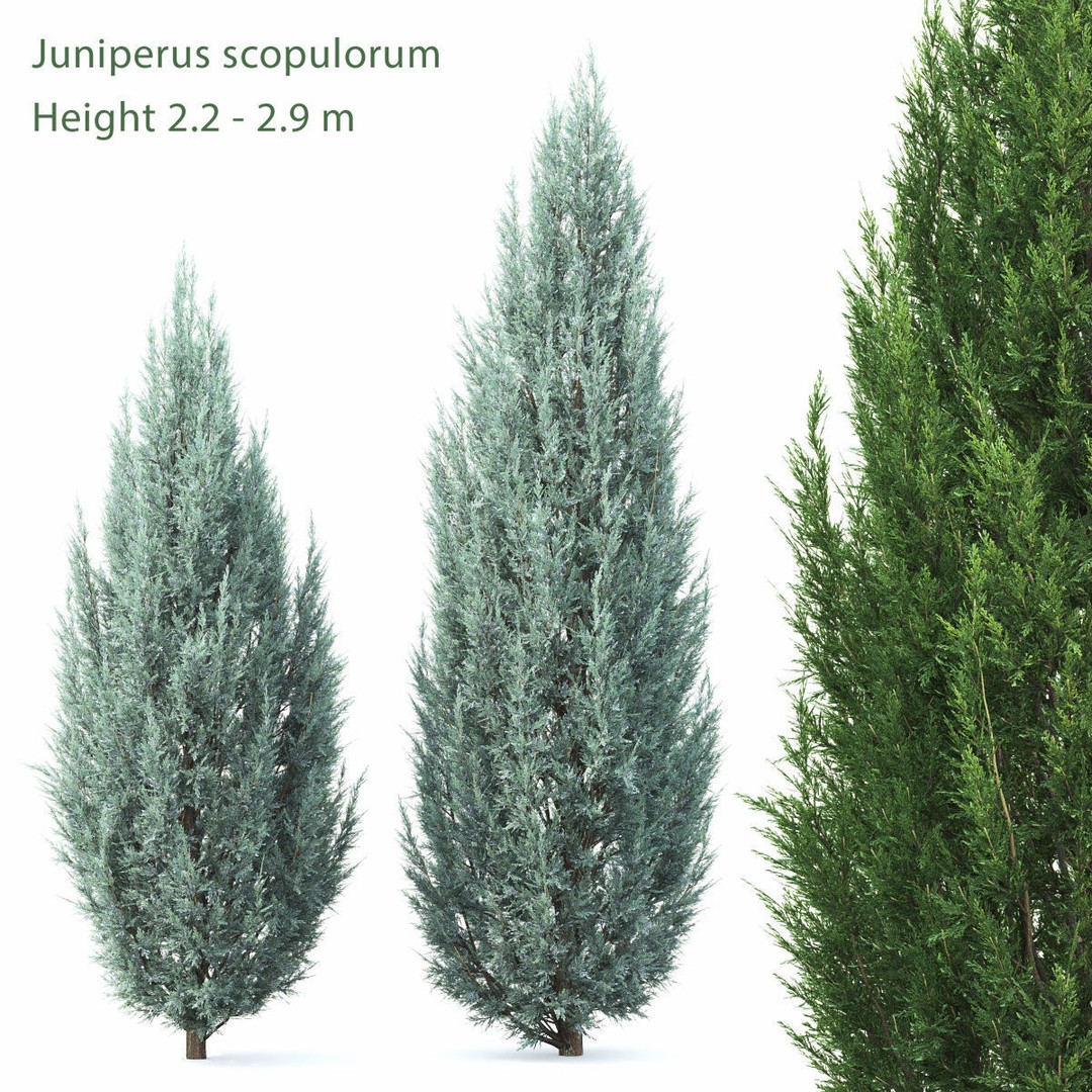 Juniperus Pack 01 3D Model – Realistic Coniferous Plants, FBX, PBR - View 5