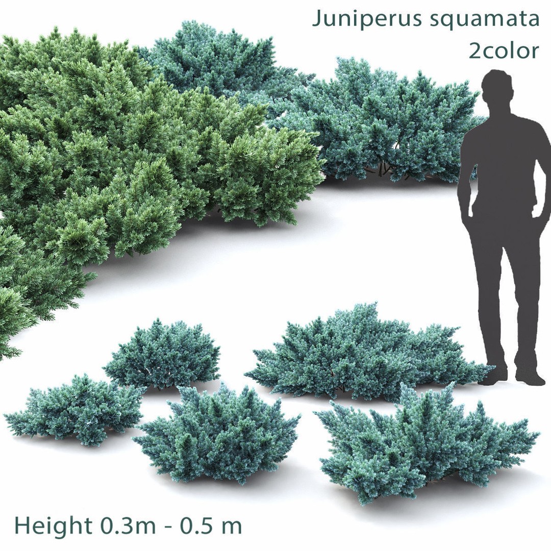 Juniperus Pack 01 3D Model – Realistic Coniferous Plants, FBX, PBR - View 6