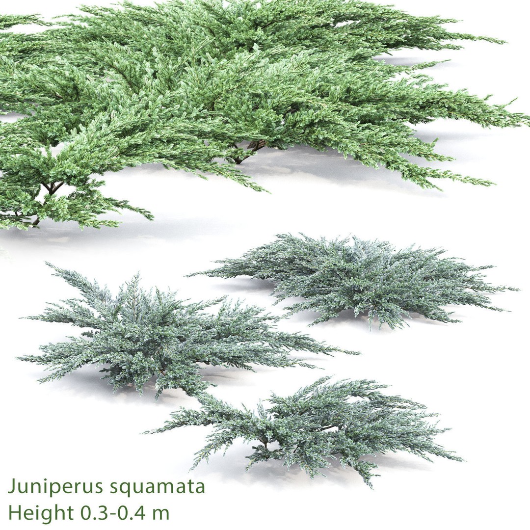 Juniperus Pack 01 3D Model – Realistic Coniferous Plants, FBX, PBR - View 7