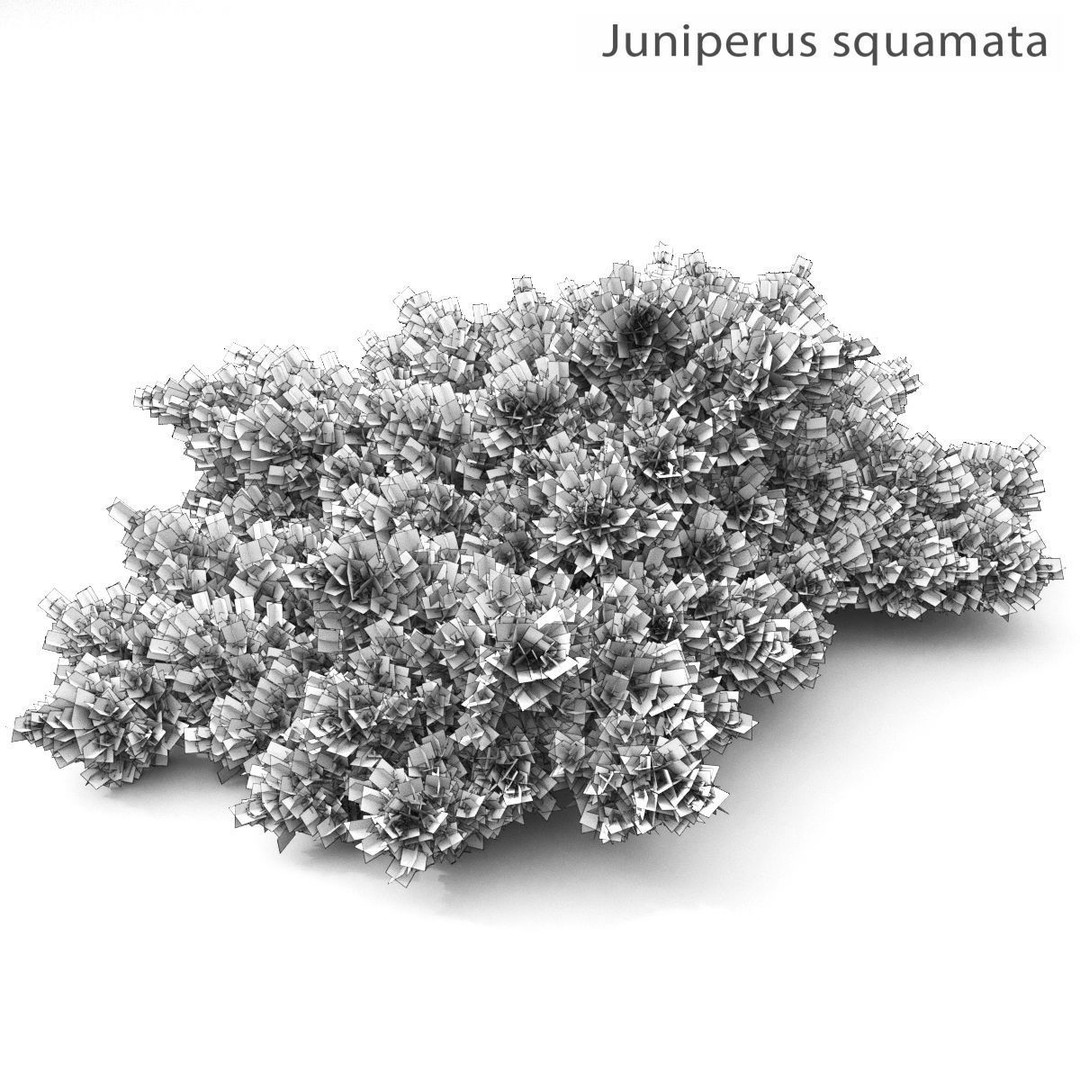 Juniperus Pack 01 3D Model – Realistic Coniferous Plants, FBX, PBR - View 9