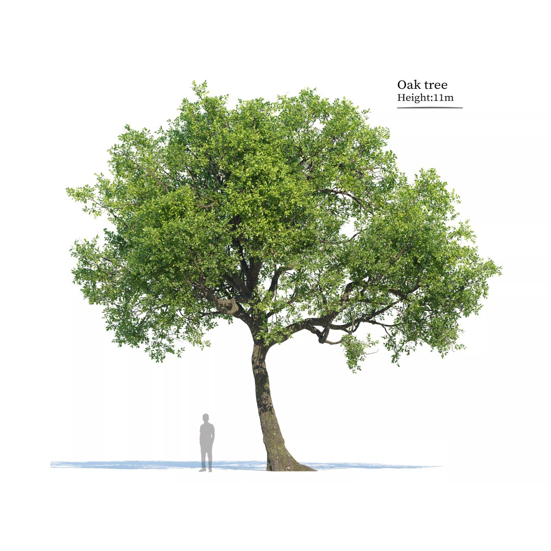 Oak Tree 3D Model – High Poly Deciduous Plant, FBX, PBR Textures - View 2