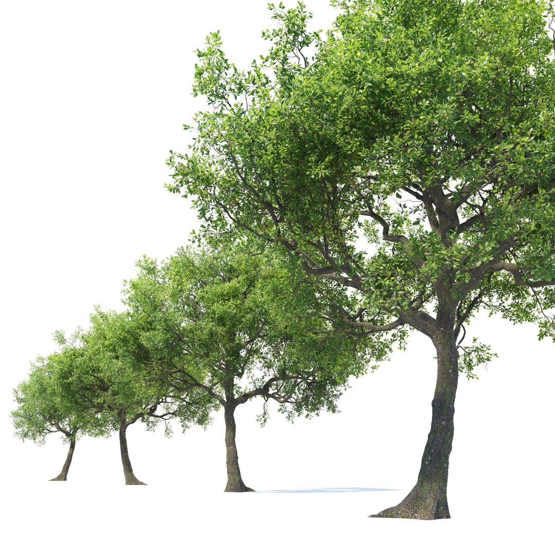 Oak Tree 3D Model – High Poly Deciduous Plant, FBX, PBR Textures - View 3