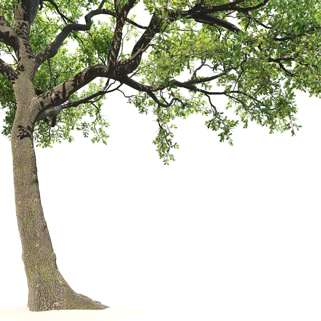 Oak Tree 3D Model – High Poly Deciduous Plant, FBX, PBR Textures - View 4