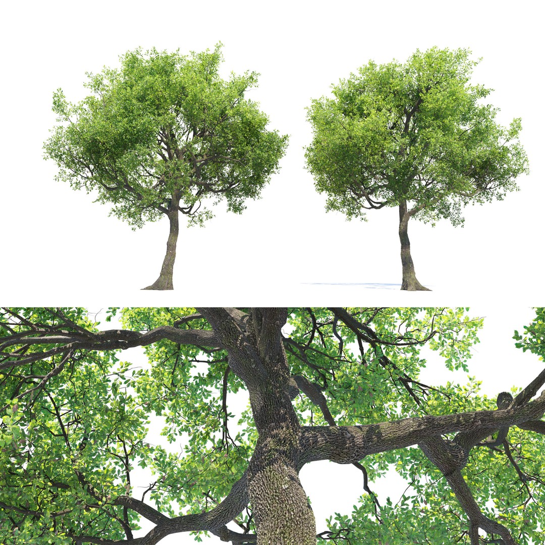 Oak Tree 3D Model – High Poly Deciduous Plant, FBX, PBR Textures - View 5