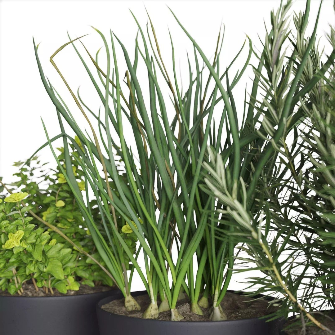 Herb Shelf 3D Model – Minimalist Vertical Design with Black Pots - View 6