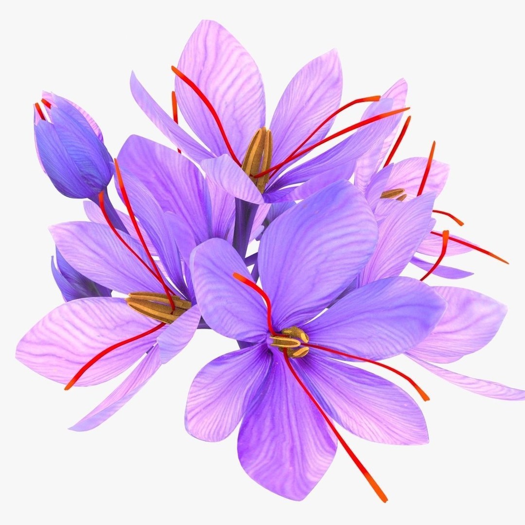 Crocus Blossom 3D Model – Low Poly Plant Asset, PBR Textures