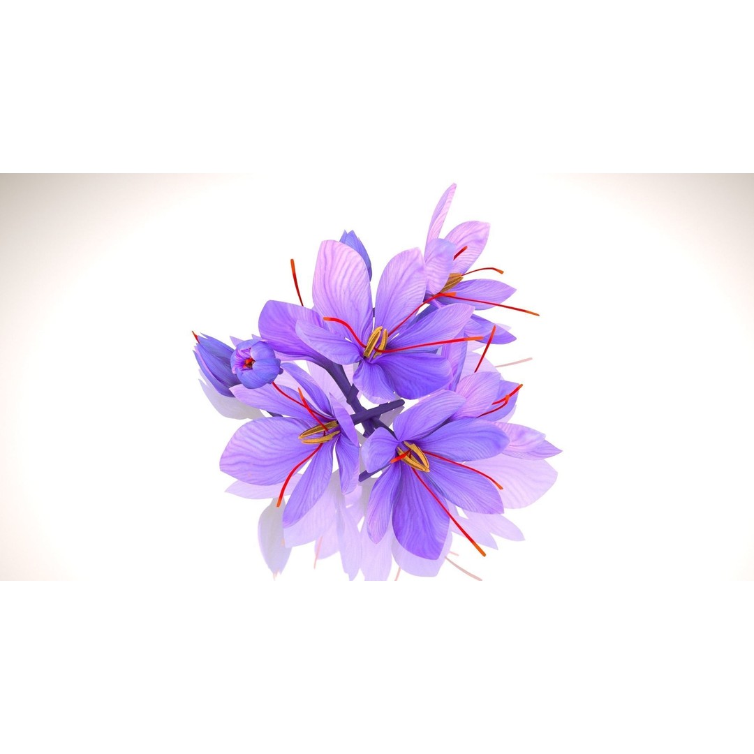 Crocus Blossom 3D Model – Low Poly Plant Asset, PBR Textures - View 16