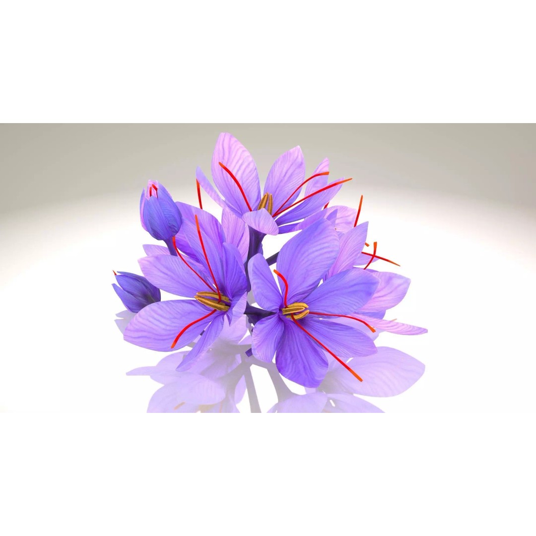 Crocus Blossom 3D Model – Low Poly Plant Asset, PBR Textures - View 2
