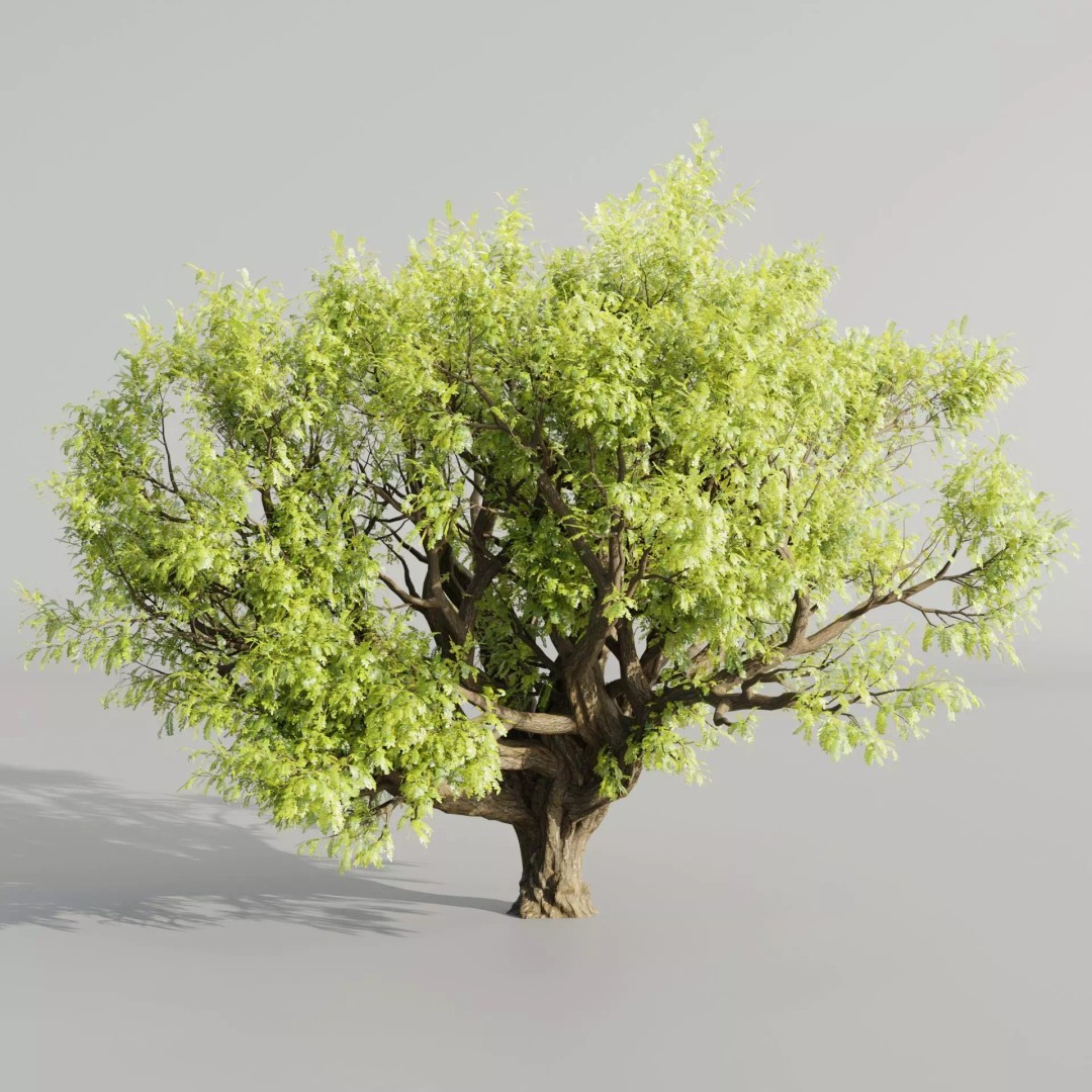 Tamarindus Tree 3D Model – PBR Game Asset, Blender, FBX, OBJ - View 2