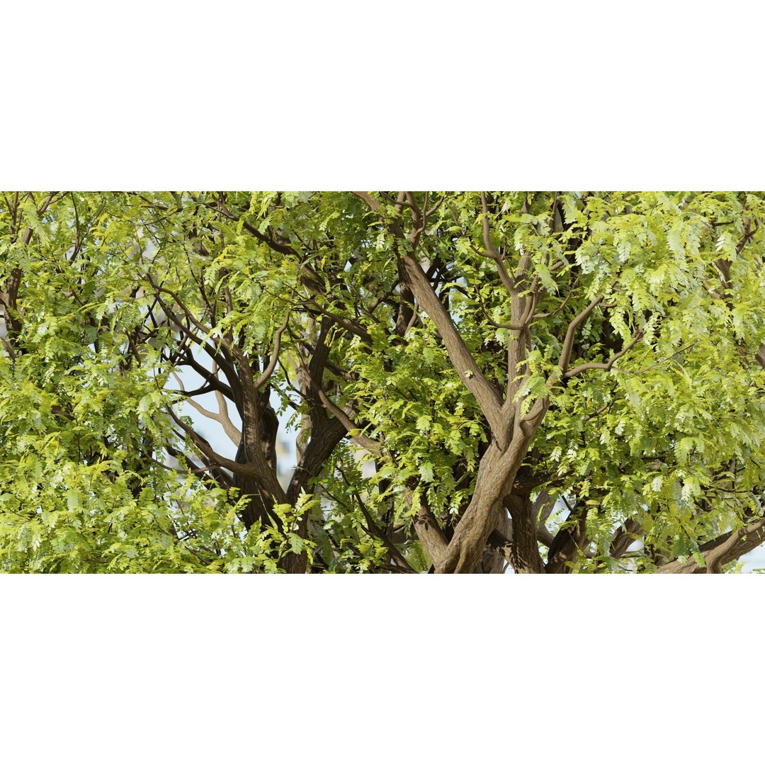 Tamarindus Tree 3D Model – PBR Game Asset, Blender, FBX, OBJ - View 3
